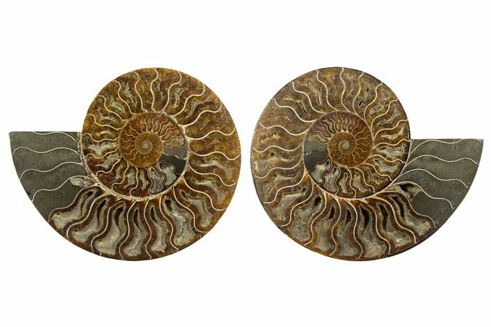 Large, Cut & Polished Ammonite Fossil - Deep Crystal Pockets #345534